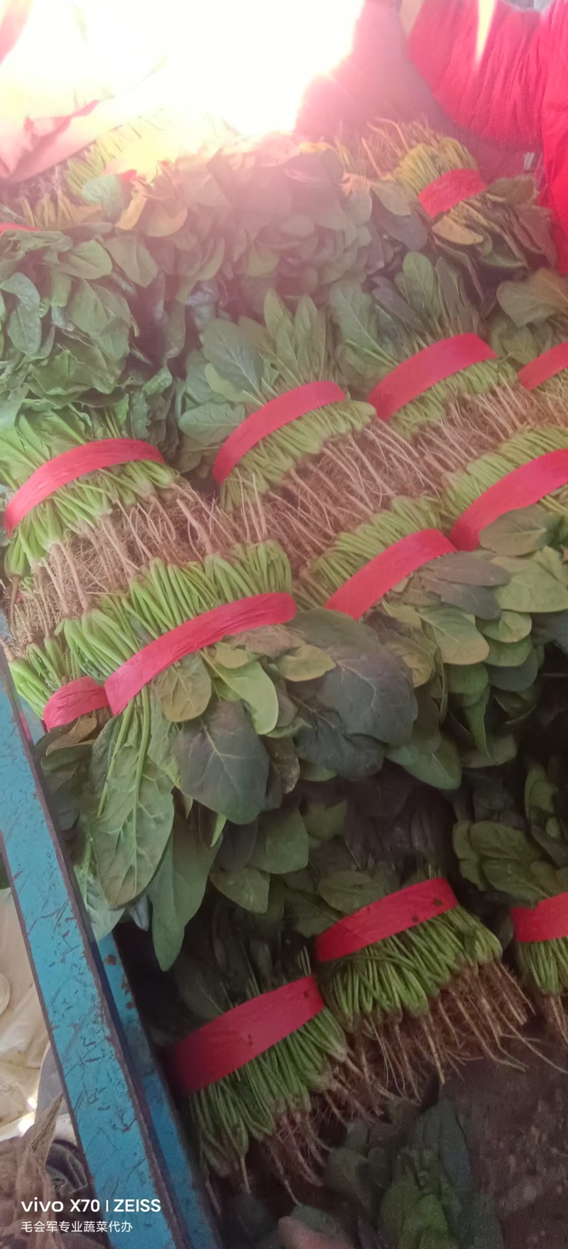 菠菜小叶菠菜基地直供量大从优欢迎咨询