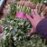 香菜精品大叶香菜产地直供品质保障一手货源欢迎咨询