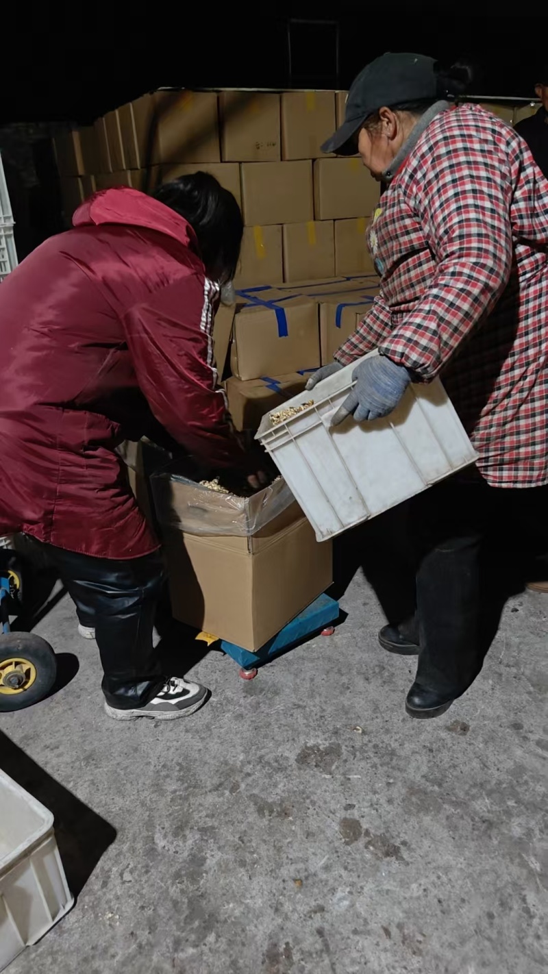 无核黑枣河北直发保质保量供货批发零售价钱可谈