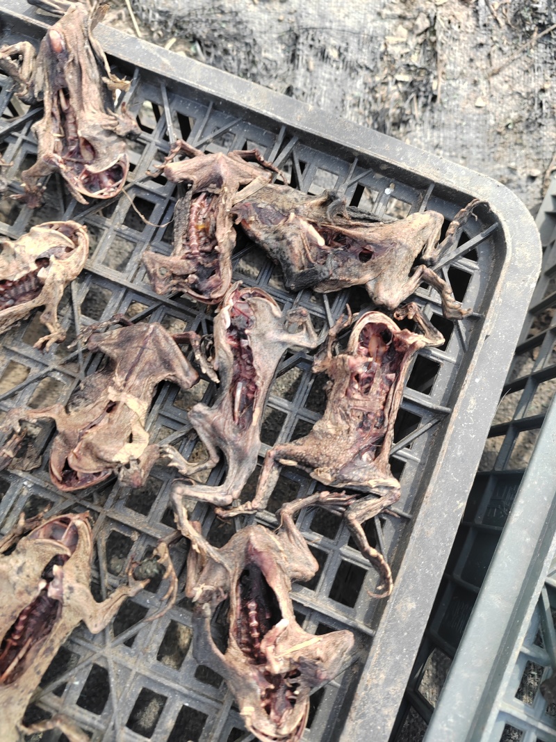 药用蟾蜍江苏养殖基地直供质量保证量大优惠欢迎