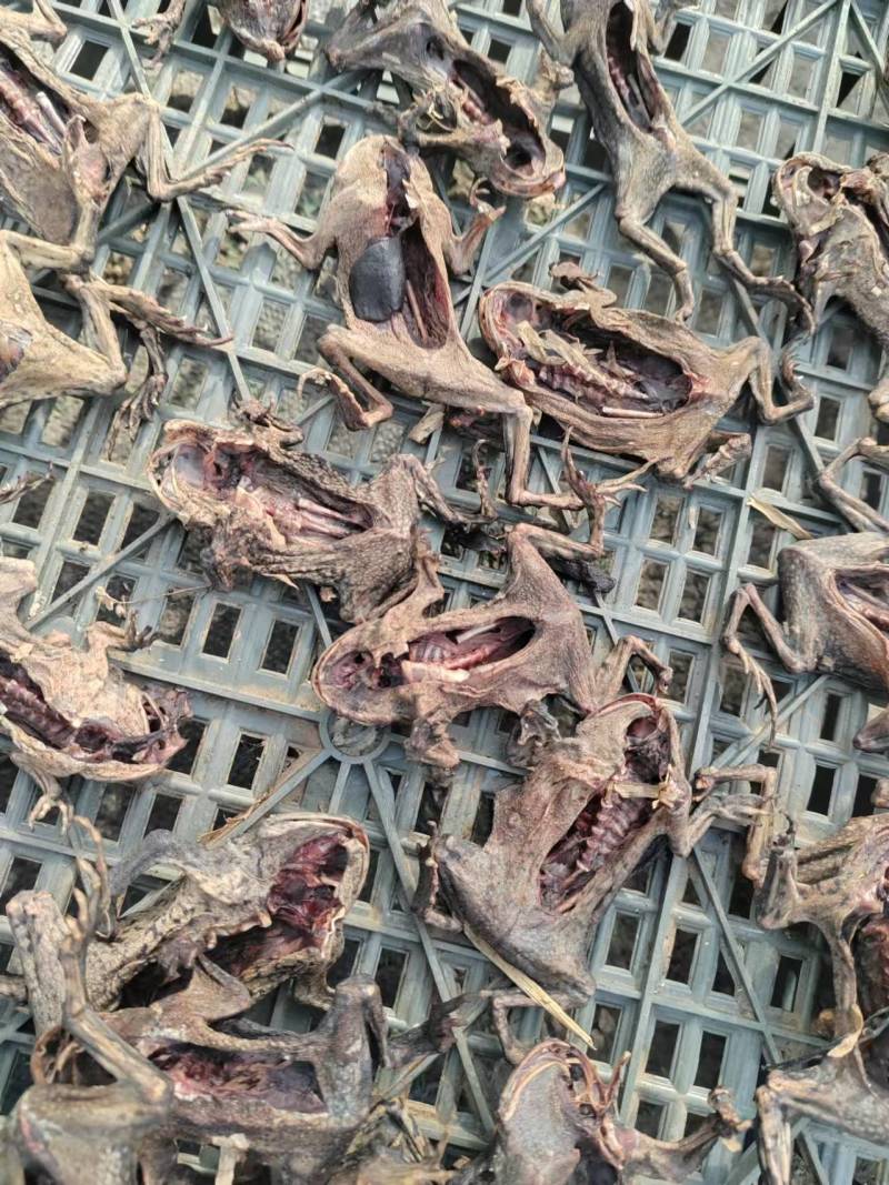 药用蟾蜍江苏养殖基地直供质量保证量大优惠欢迎