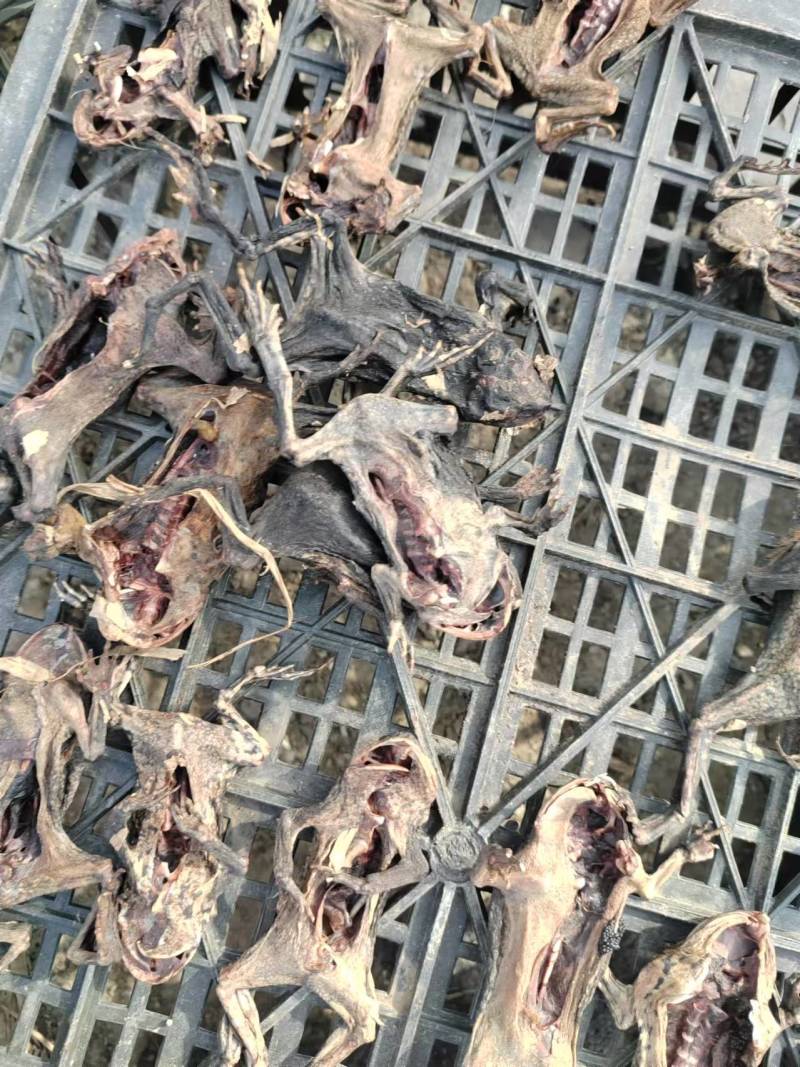 药用蟾蜍江苏养殖基地直供质量保证量大优惠欢迎