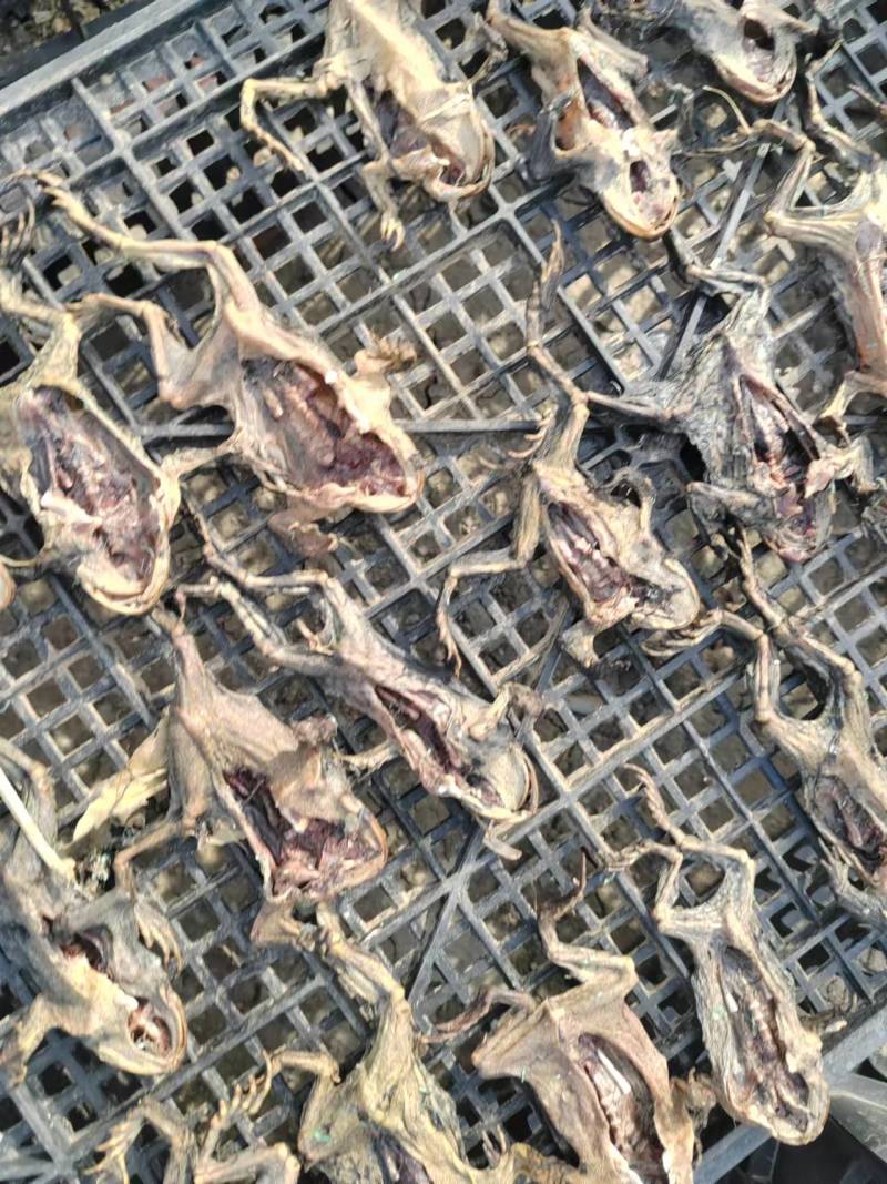 药用蟾蜍江苏养殖基地直供质量保证量大优惠欢迎