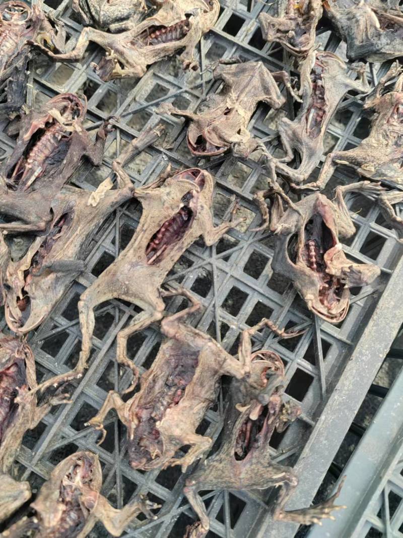 药用蟾蜍江苏养殖基地直供质量保证量大优惠欢迎
