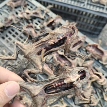 【蟾干】药用蟾蜍江苏养殖基地直供质量保证量大优惠欢迎
