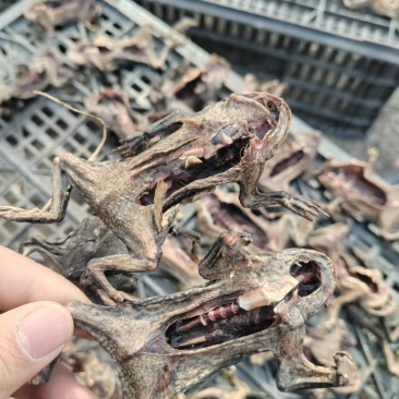 药用蟾蜍江苏养殖基地直供质量保证量大优惠欢迎