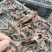 药用蟾蜍江苏养殖基地直供质量保证量大优惠欢迎