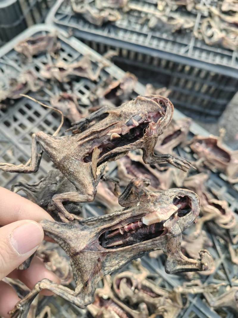 药用蟾蜍江苏养殖基地直供质量保证量大优惠欢迎