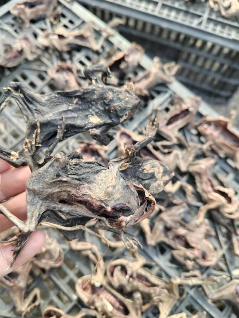 药用蟾蜍江苏养殖基地直供质量保证量大优惠欢迎