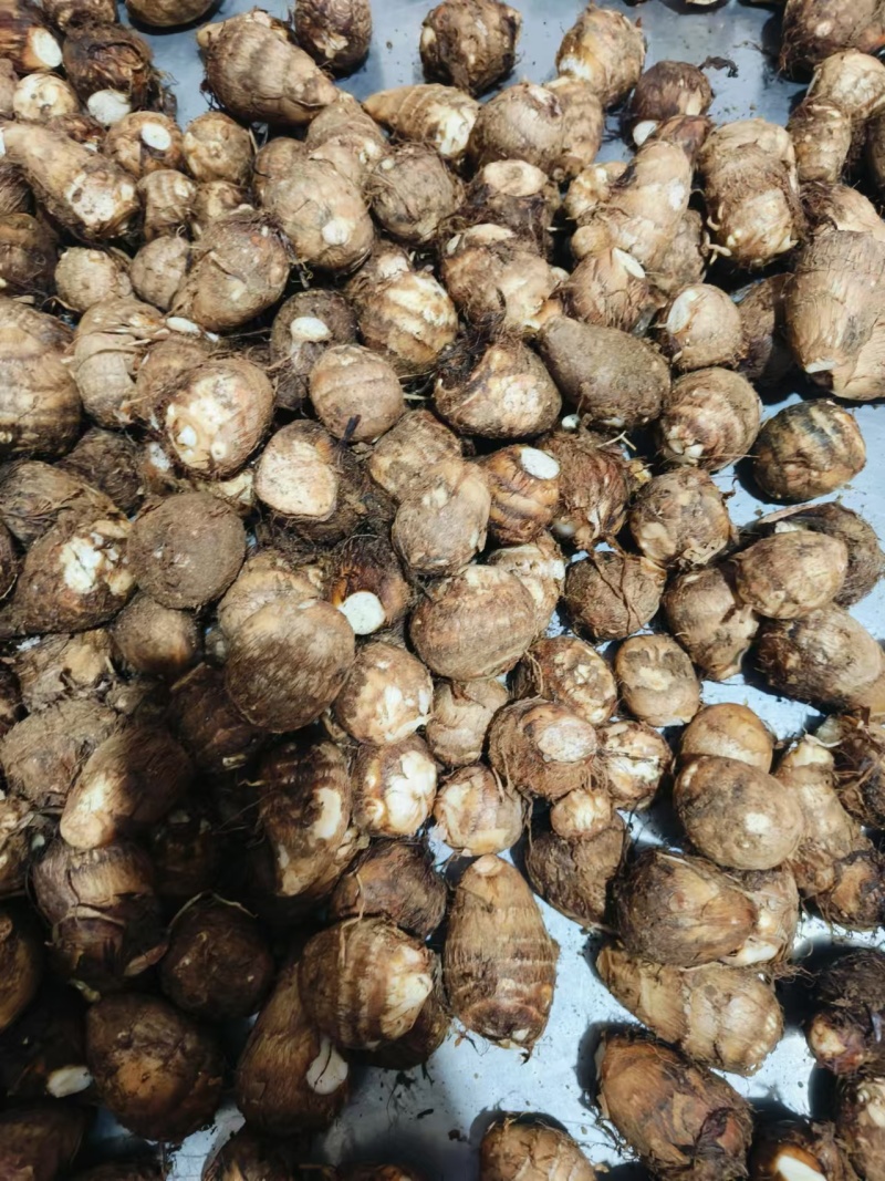 芋头大量现货供应/产地直发/包技术/包回收/视频看货