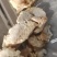 江苏养殖基地直供质量保证证件齐全货源充足欢迎