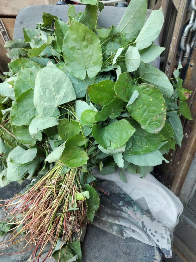 湖北武当仙山天然淫羊藿，品质优，效果好，深受顾客喜爱