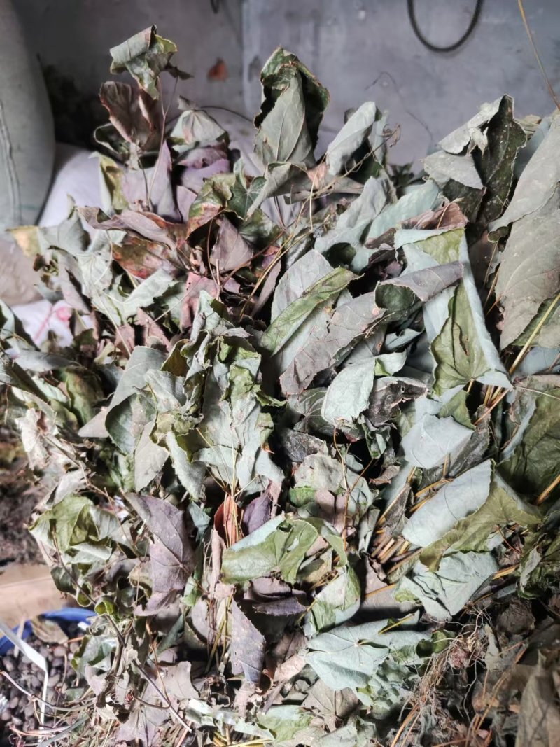 湖北武当仙山天然淫羊藿，品质优，效果好，深受顾客喜爱
