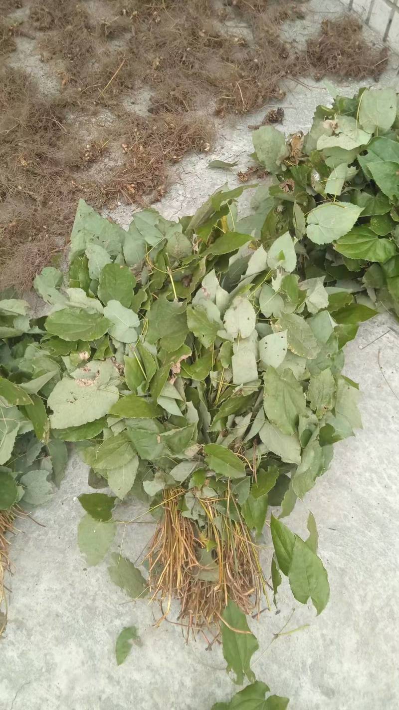 湖北武当仙山天然淫羊藿，品质优，效果好，深受顾客喜爱