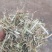 花生秧牛羊马草料全绿。二次加工滚桶无土无膜无霉优质花生秧