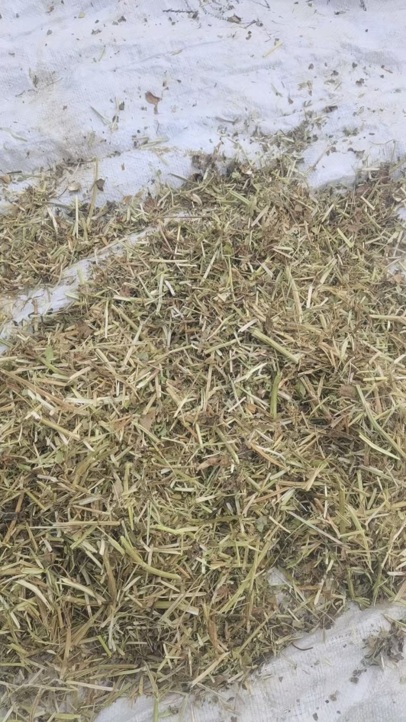 花生秧牛羊马草料全绿。二次加工滚桶无土无膜无霉优质花生秧