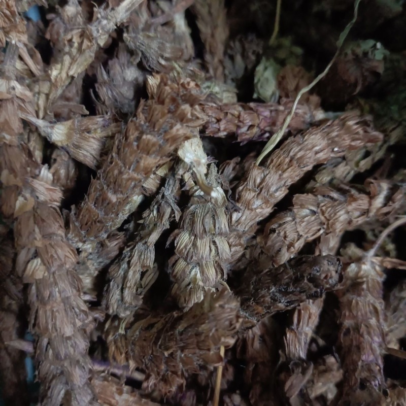 夏枯草夏枯球产地货源