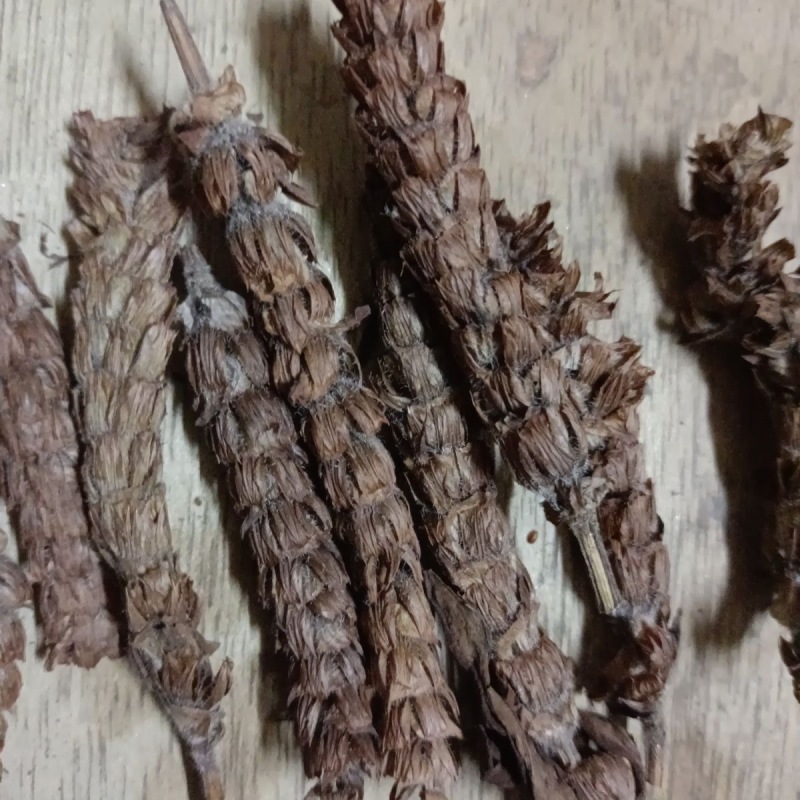 夏枯草夏枯球产地货源