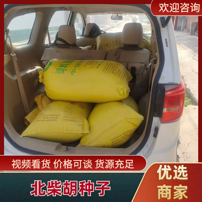 柴胡种籽（山西道地独条北柴胡，高产北柴胡种籽）