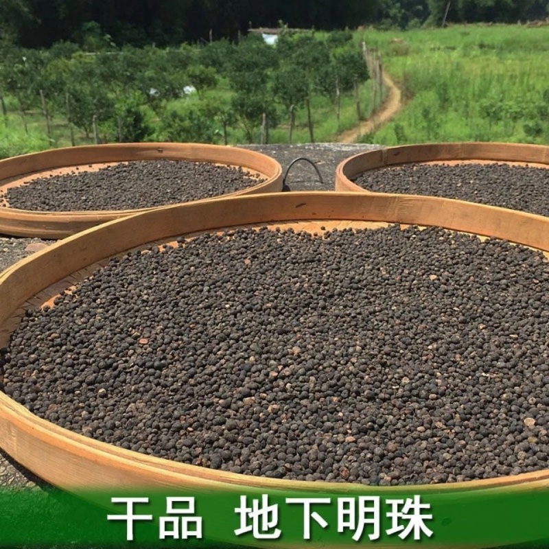 地下明珠一粒金丹落地珍珠一手货源