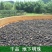 地下明珠一粒金丹落地珍珠一手货源