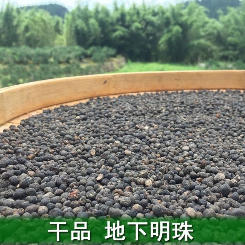 地下明珠一粒金丹落地珍珠一手货源