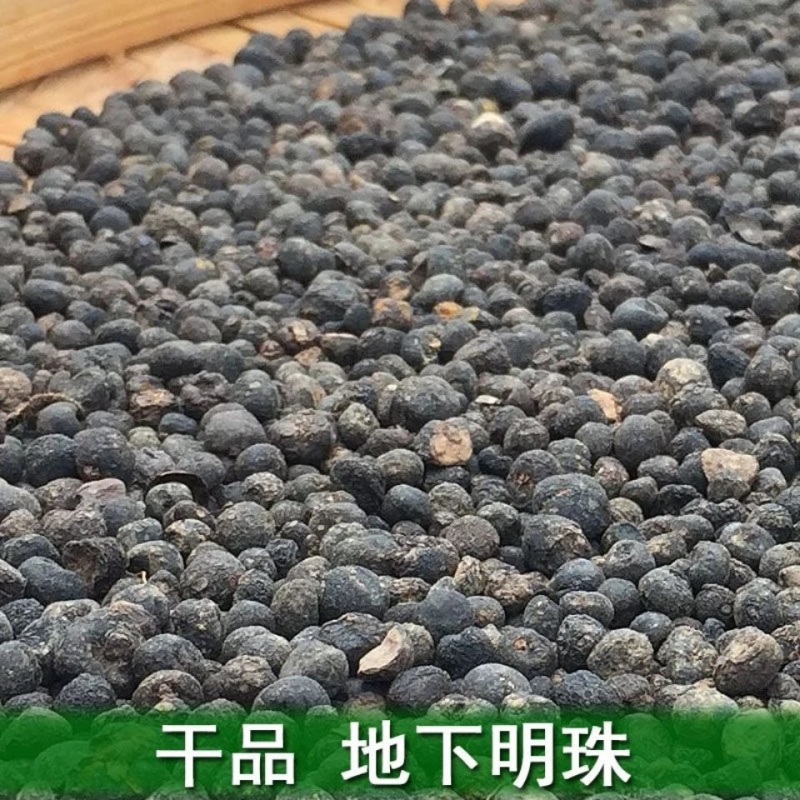 地下明珠一粒金丹落地珍珠一手货源