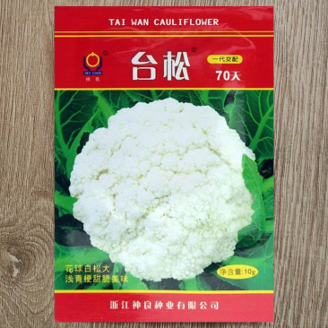 台松70松花菜种子中早生花球白松大浅青梗甜脆美味