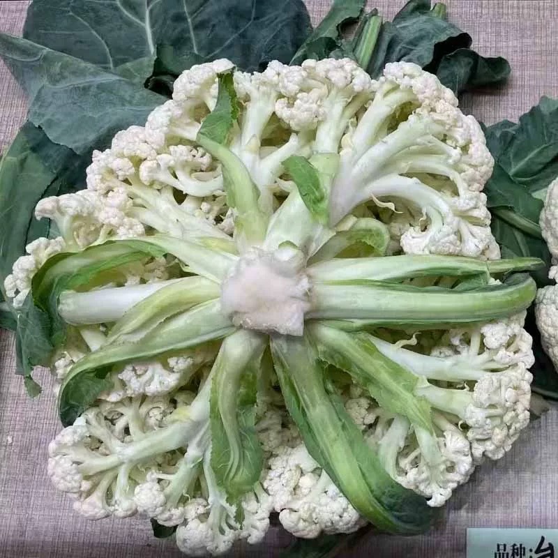 台松100天青梗松花菜种子中晚熟品种花球圆整松大