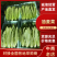油麦菜大量供应产地直供诚信经营质量好价格低欢迎来电