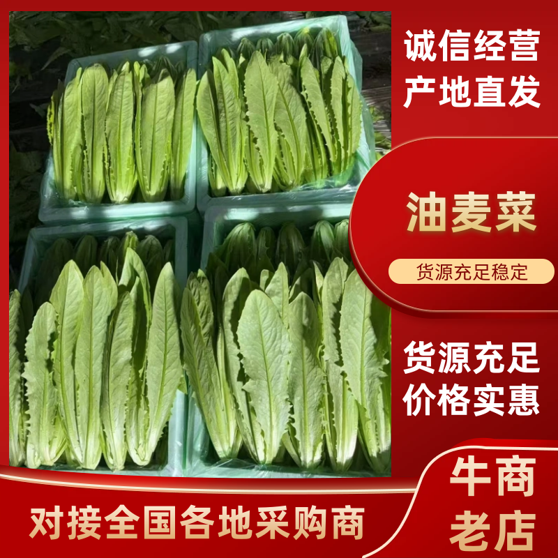 油麦菜大量供应产地直供诚信经营质量好价格低欢迎来电