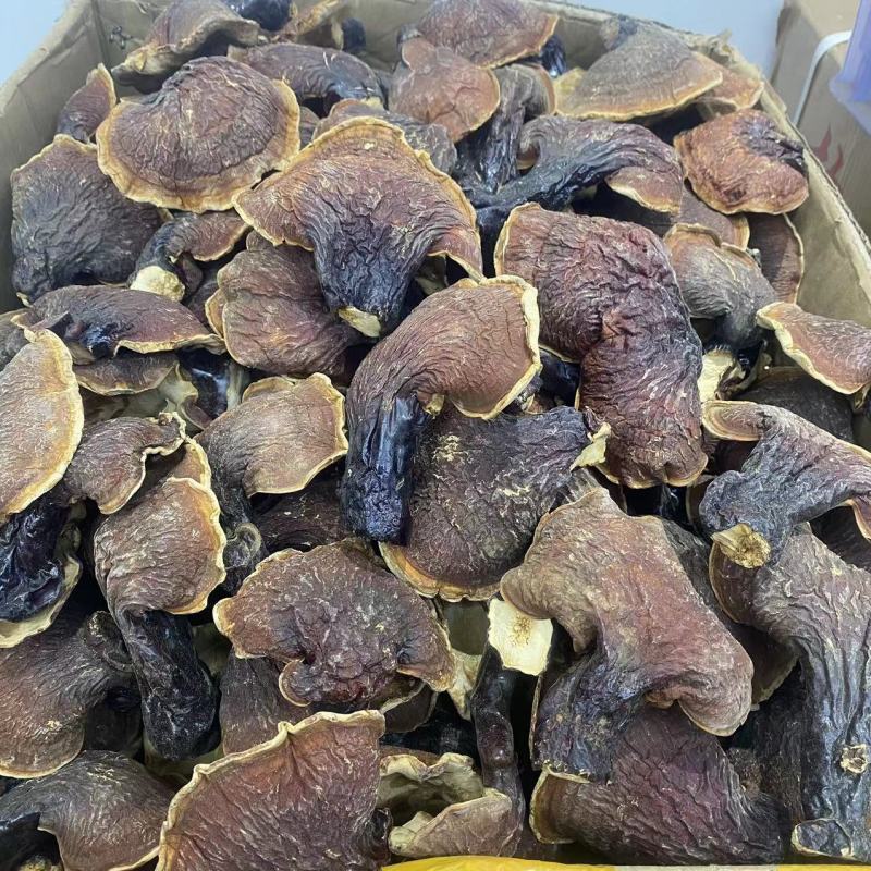 长白山林下灵芝金边灵芝批发大号白灵芝泡水煲汤整枝切片正品