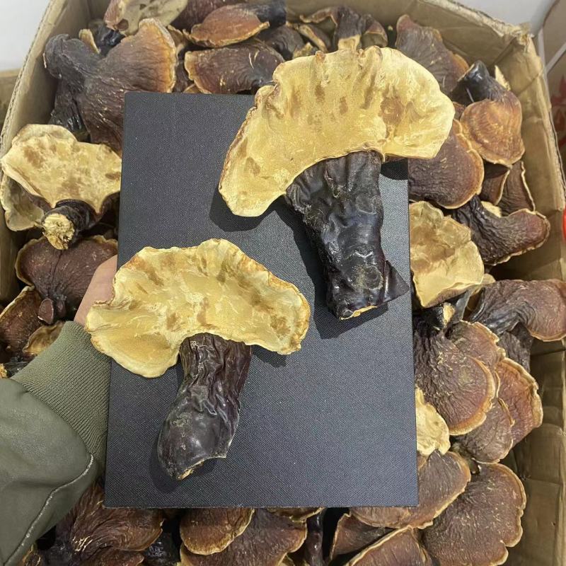 长白山林下灵芝金边灵芝批发大号白灵芝泡水煲汤整枝切片正品