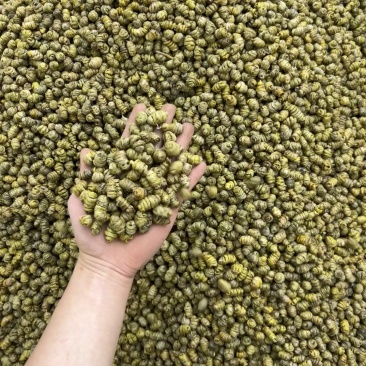 云南石斛紫皮石斛多种规格散装现货批发石斛粉可煲汤磨粉泡茶