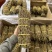 云南石斛捆条铁皮石斛干条石斛枫斗现货批发铁皮石斛粉霍山石