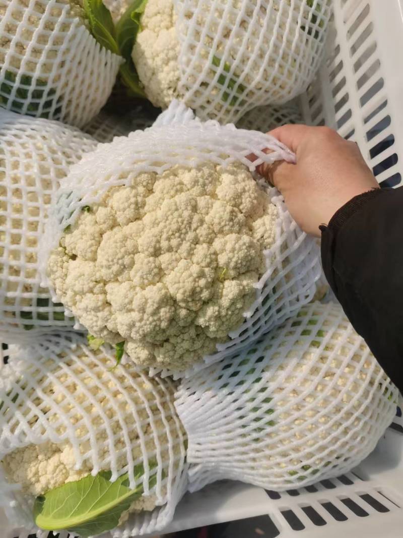 白花菜花松花菜湖北花菜产地一手货源量大优惠