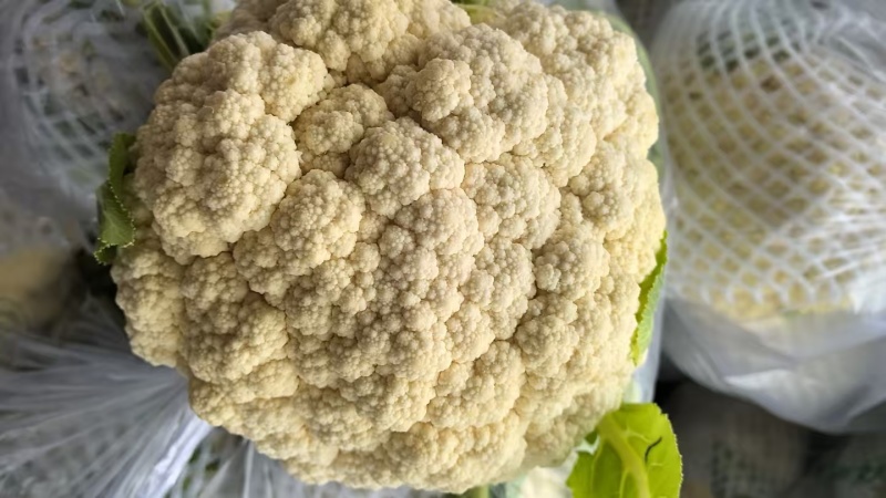 白花菜花松花菜湖北花菜产地一手货源量大优惠