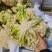 白花菜花松花菜湖北花菜产地一手货源量大优惠