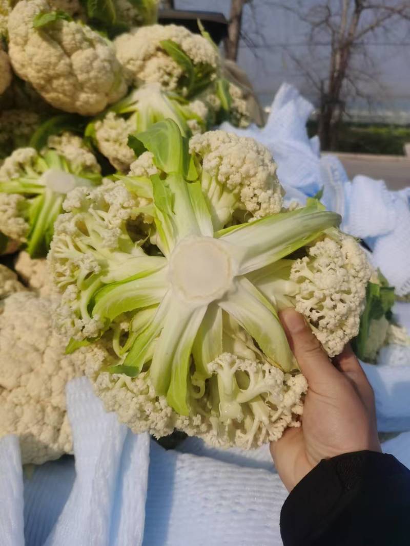 白花菜花松花菜湖北花菜产地一手货源量大优惠