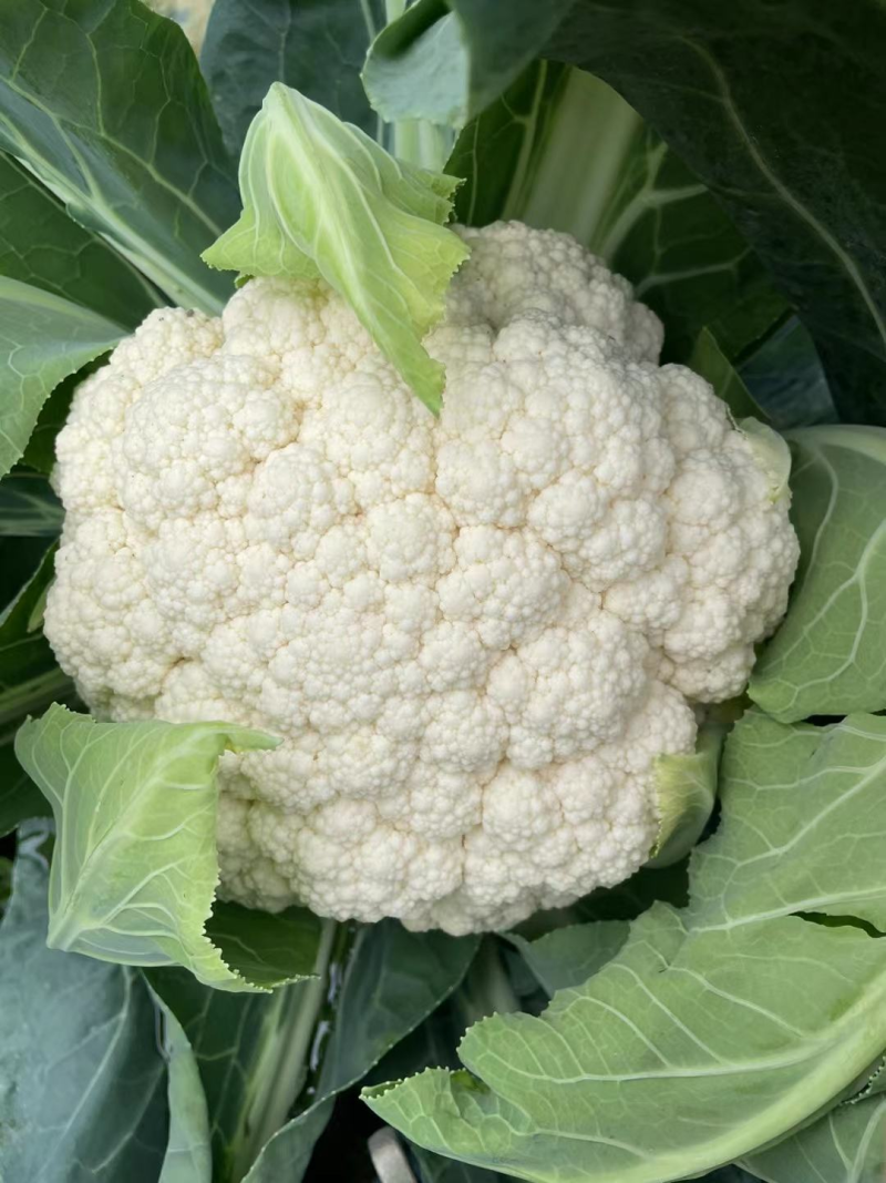 白花菜花松花菜湖北花菜产地一手货源量大优惠