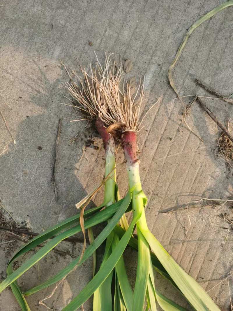 红根蒜苗湖北宜昌蒜苗货源充足质量三包量大优惠