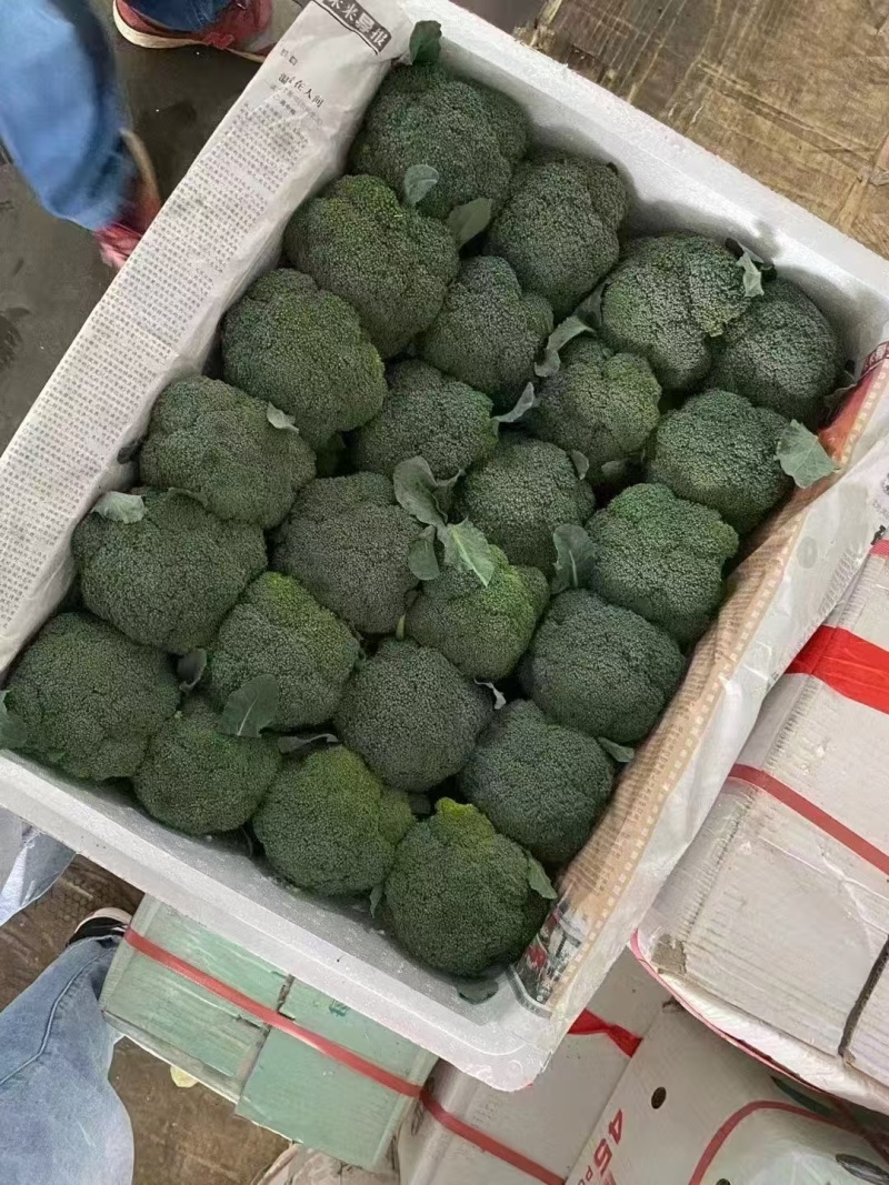 西兰花湖北宜昌西兰花产地直发对接全国商超市场等