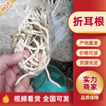 折耳根鱼腥草产地直发以质论价按需包装货源充足