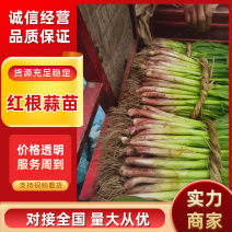 红根蒜苗湖北宜昌蒜苗货源充足质量三包量大优惠
