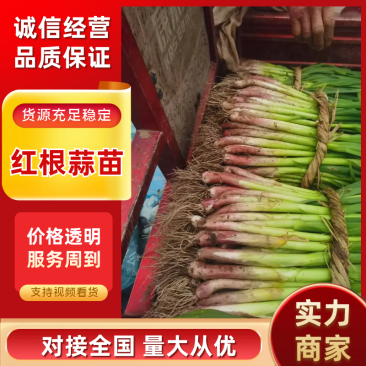 红根蒜苗湖北宜昌蒜苗货源充足质量三包量大优惠