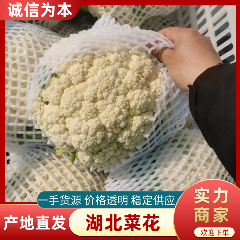 白花菜花松花菜湖北花菜产地一手货源量大优惠
