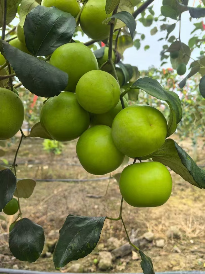 苹果枣现摘先发品种保证供应全国欢迎咨询