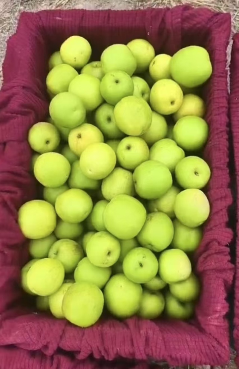 苹果枣现摘先发品种保证供应全国欢迎咨询