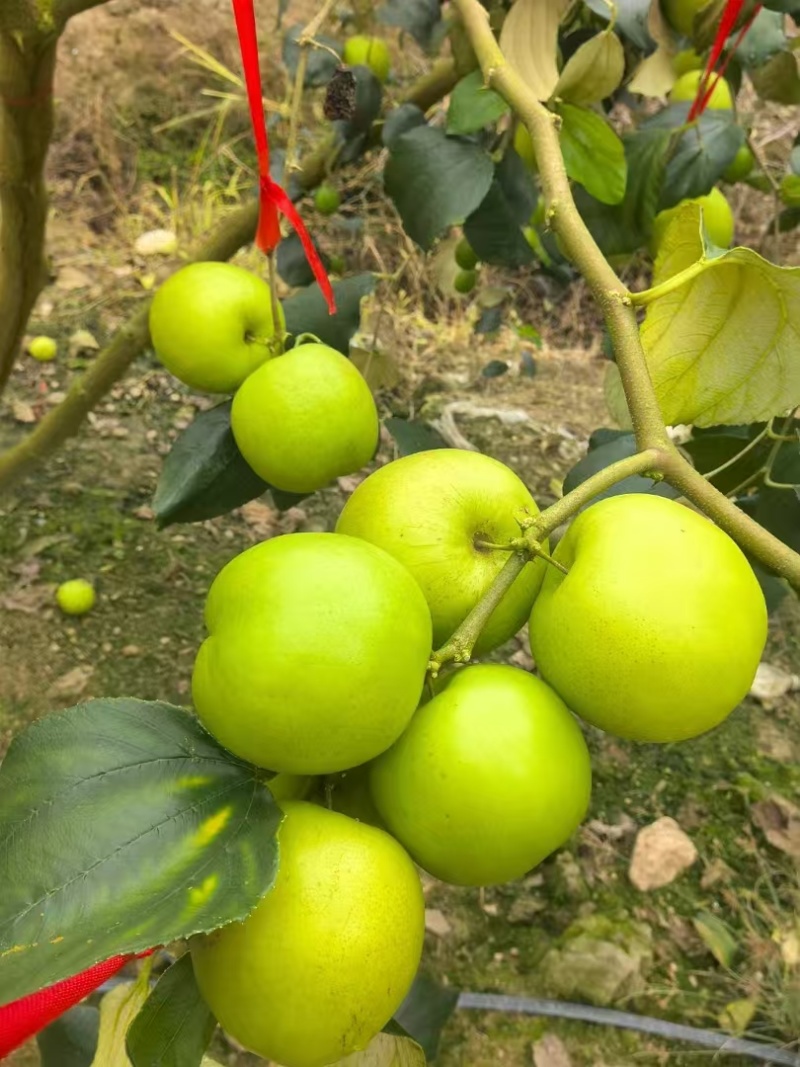 苹果枣现摘先发品种保证供应全国欢迎咨询