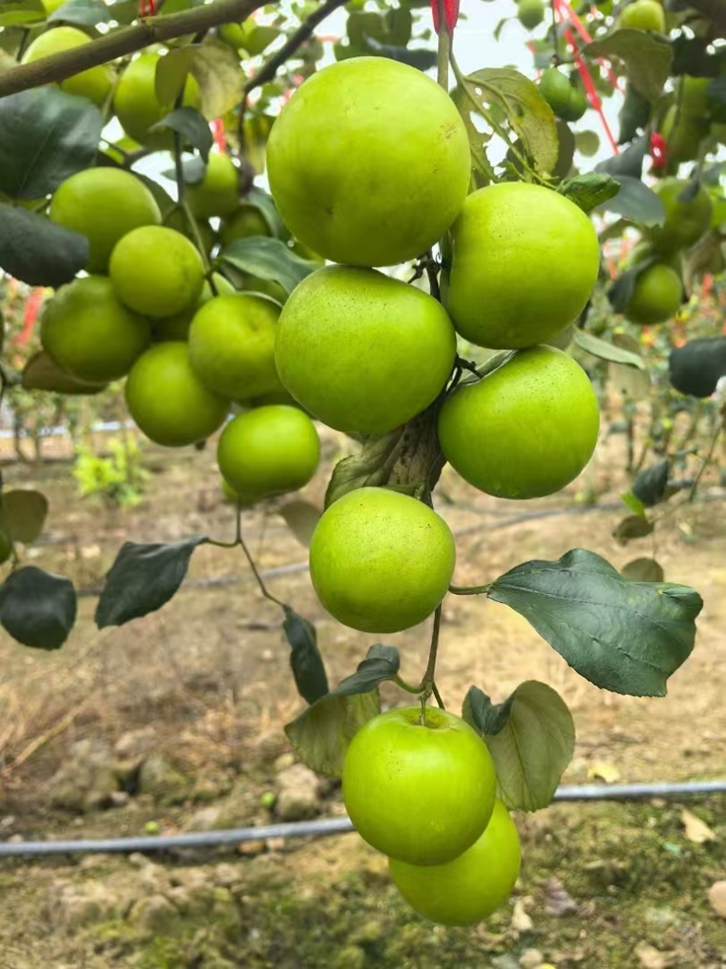 脆甜爽口多汁西双版纳苹果枣